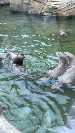 Colchester Zoo: Inspiration for stories is everywhere