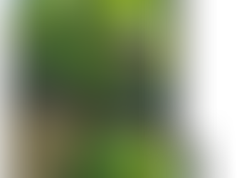 まだ咲かないのかなぁ?