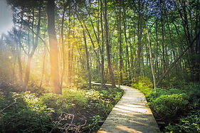 boardwalk_path_forest_trees_wood_planks_way_crossing-719978_edited.jpg