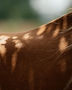 terractive horse