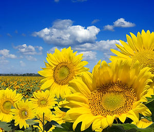 sonnenblumen_©_Igor_Chaikovskiy_-_Fotoli