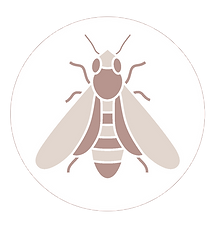 Apiculture - abeille - miel - sirop de glucose