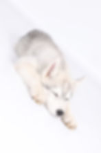 CATÉGORIE ANIMALIER