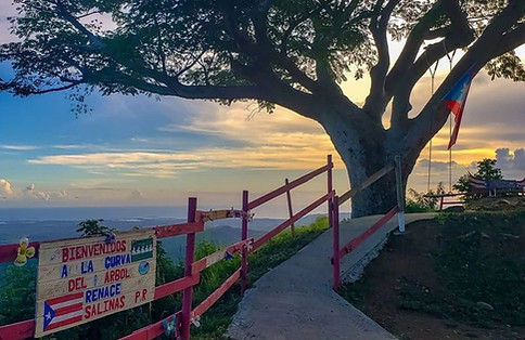 Curva del Arbol Renace - Salinas.jpg