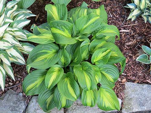 Hosta 'Emerald Charger' Plant 3Ltr Pot