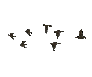 palomas gif 2.gif