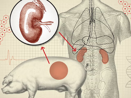The Ethical and Biological Pitfalls of Xenotransplantation