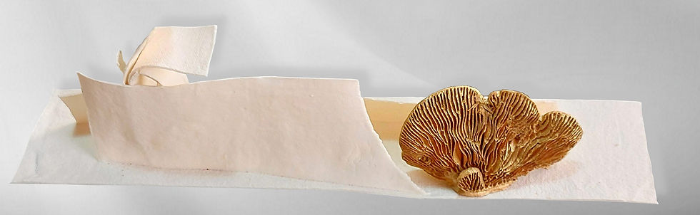 SEL FOND BLANC2.jpg