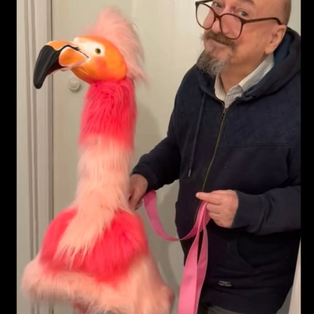 Walkabout Flamingo