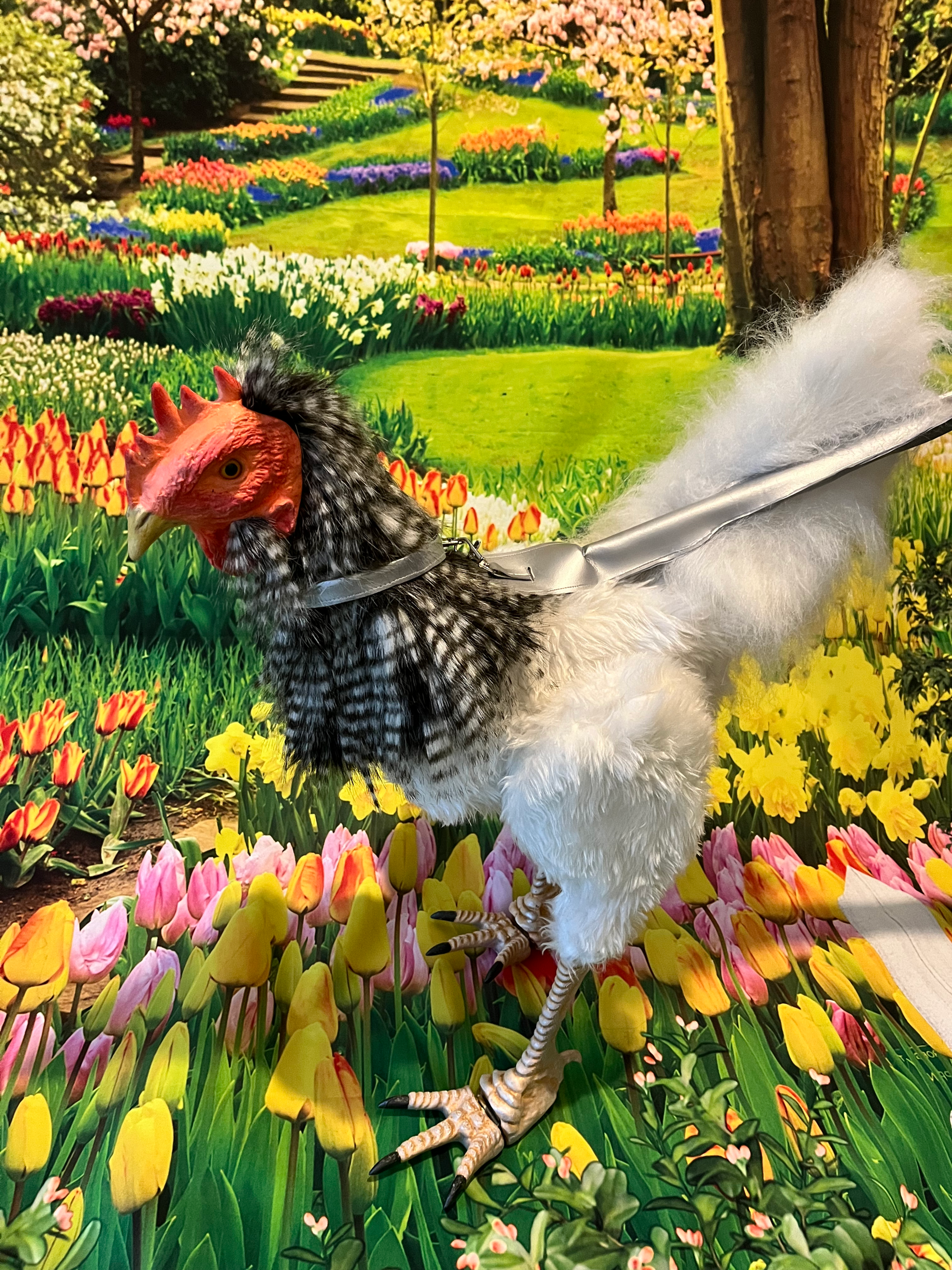 Walkabout Chicken - Loopy Lou on a silver walking lead. White fur body, striking black and white hair and a fluffy white tail