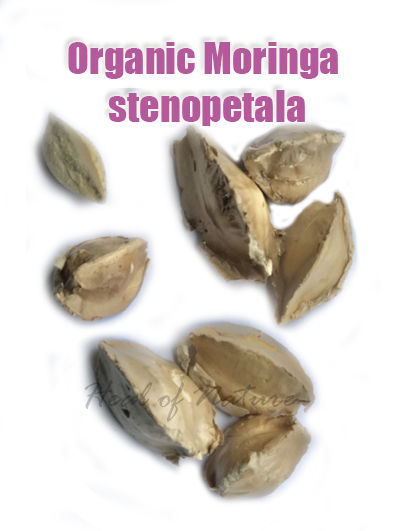 Thumbnail: Organic Moringa stenopetala seeds Rare organic - Select number of seeds-