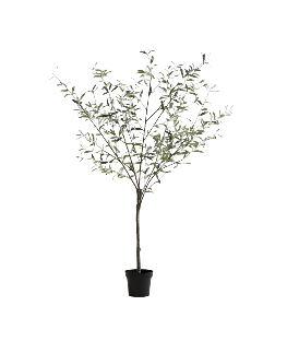 Olive Tree