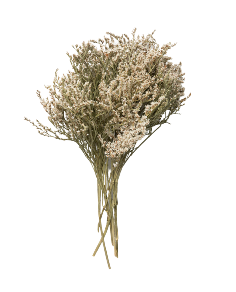 Dried Flowers