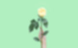 Yellow Rose