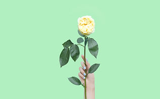 Yellow Rose