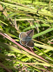 papillon argus de l'hélianthème.HEIC