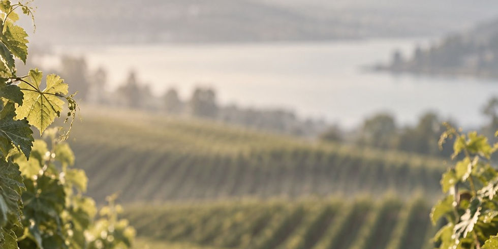 Rangées de vignes au soleil couchant, face au lac et aux montagnes
