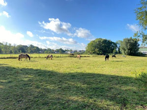 Une pause bien-être au milieu du troupeau
