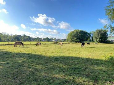 Une pause bien-être au milieu du troupeau