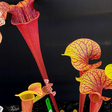 Gardening In the Pacific Northwest with Carnivorous Plants
