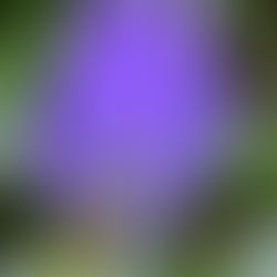 Pam’s Plant Picks: Fall Blooming Plants to Add Color to Your Garden