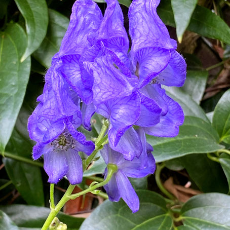 Pam’s Plant Picks: Fall Blooming Plants to Add Color to Your Garden