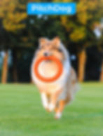 PitchDog