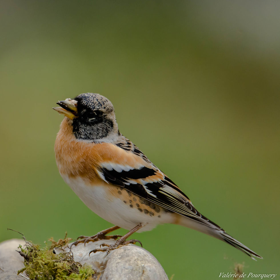 Pinson du Nord ♂