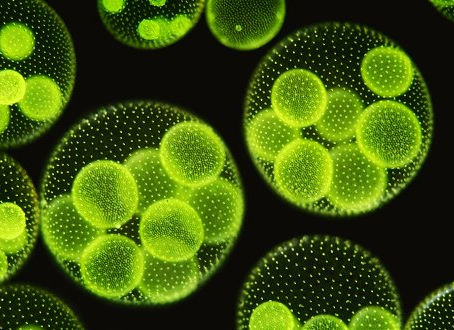 Hydrogen from algae, an inevitable option for the global crisis of fossil fuels.
