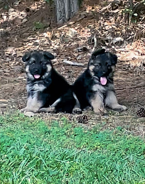 Heidi May 2024 8 weeks old male puppies_edited.jpg