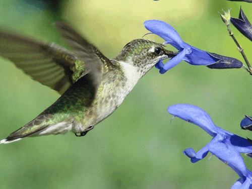 Colibri