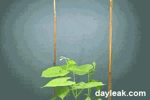 Crescimento de uma planta.