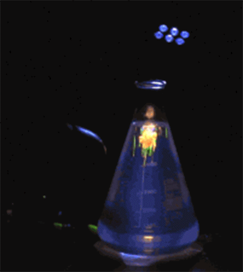 Corantes sob luz UV
