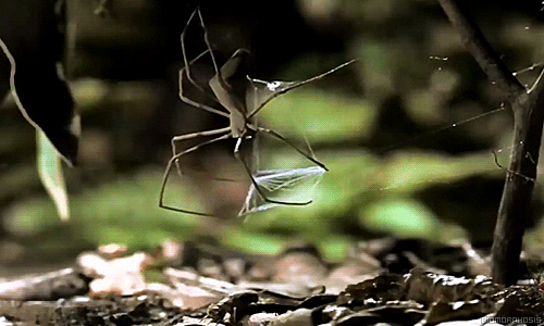 Aranha caçando insetos