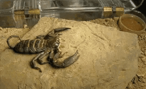 Escorpião trocando de pele