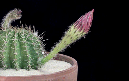 Nascimento de flor de cato