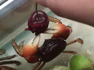 Caranguejo deliciando uma fruta com habilidade