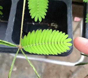 Planta sensível