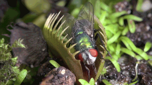 Planta carnívora