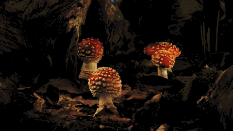 Crescimento de um cogumelo