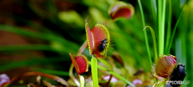 Planta carnívora