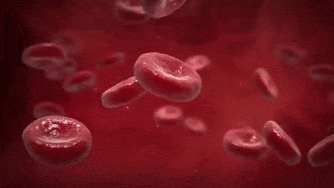 Circulação do sangue