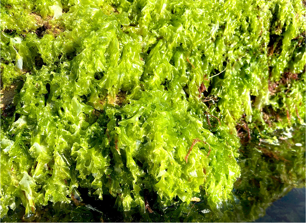 Macroalgae and Halophytes