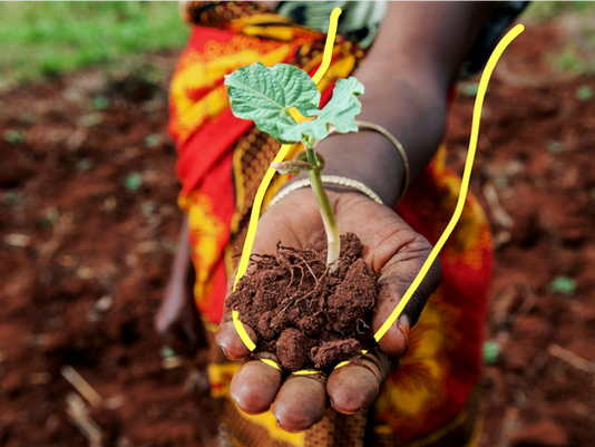 Acesso ao Conhecimento e Publicações para o Desenvolvimento Agrário Inclusivo Sustentável