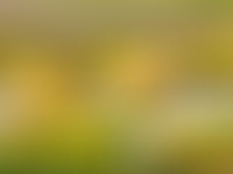 Blue Carbon | Seagrasses in coastal wetlands of the Algarve region article (2025)