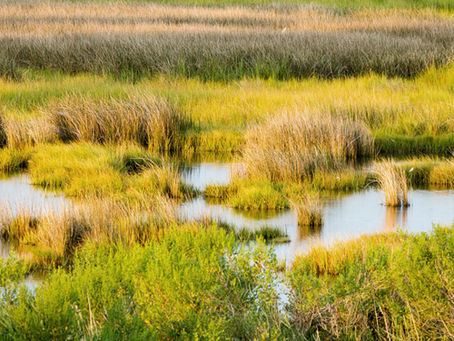 Blue Carbon | Seagrasses in coastal wetlands of the Algarve region article (2025)