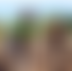 Licença Better Cotton JFS RESET – Compromisso com Práticas Agrícolas Sustentáveis e Certificadas