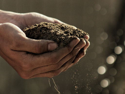 ICAC Cotton Subsidies Report