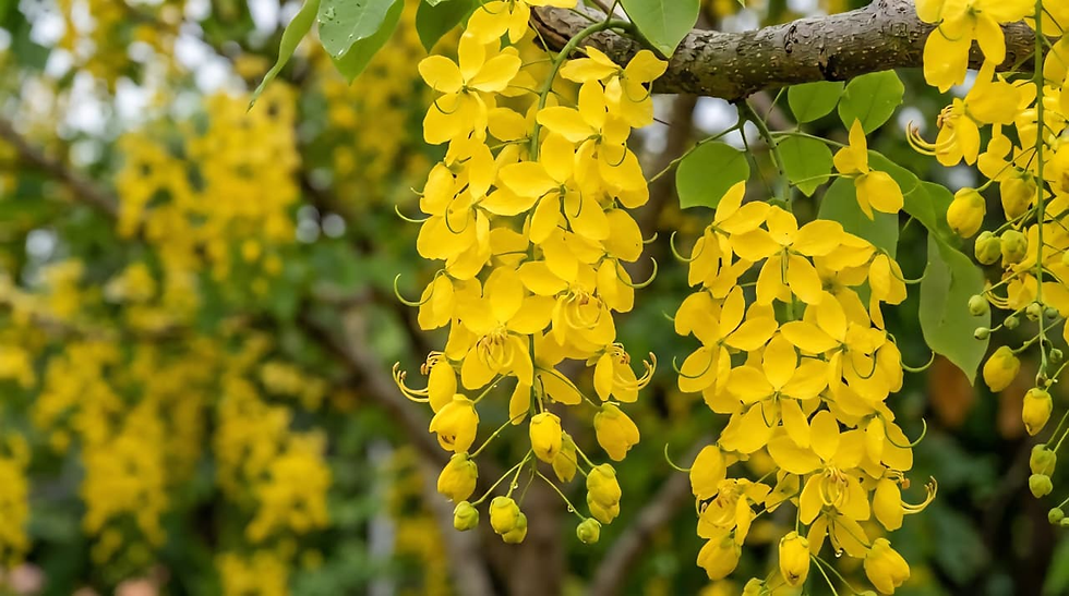 Bright yellow Kani Konna flowers for traditional Vishu by Pickeasy