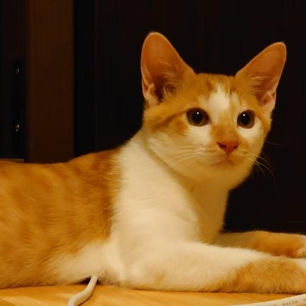 チャイくん　★決定